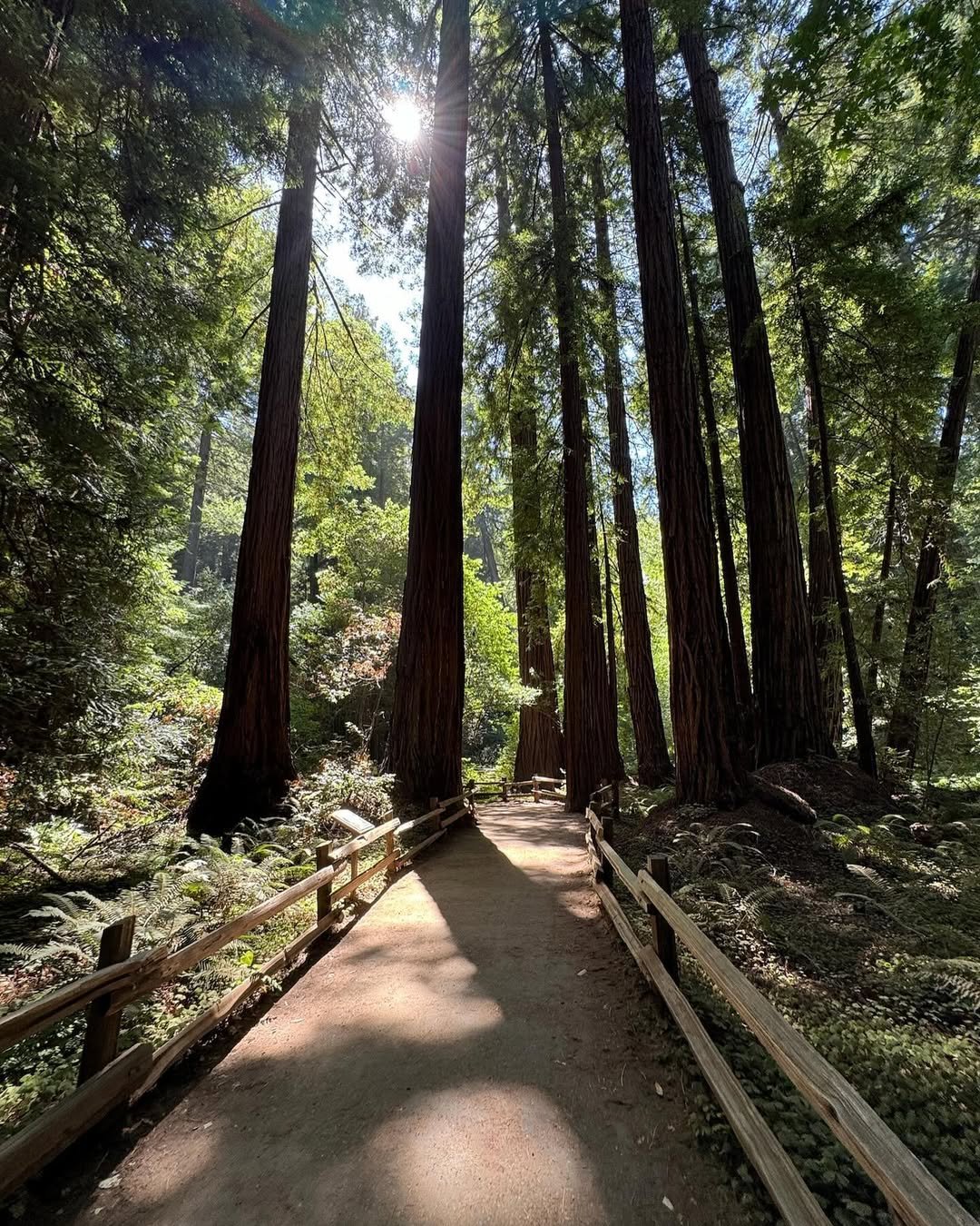 Muir Woods (1)