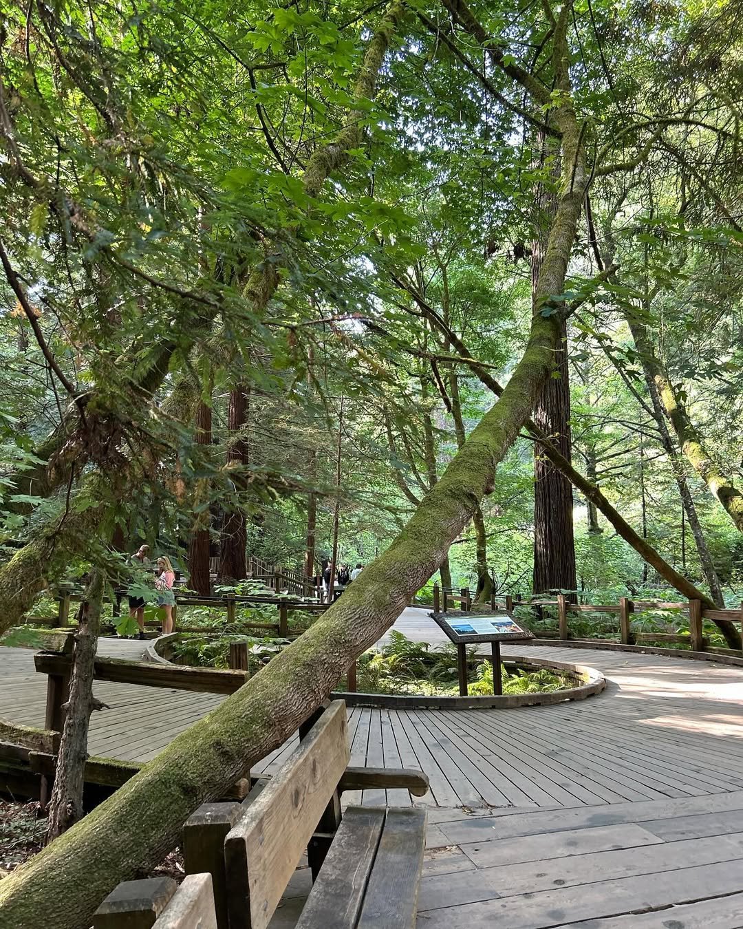 Muir Woods (3)