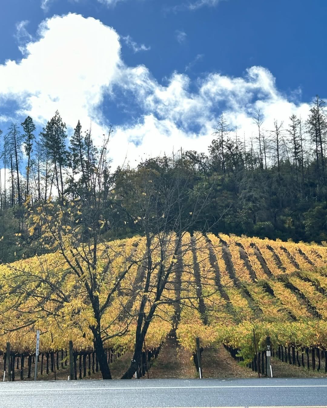 Napa Valley (10)