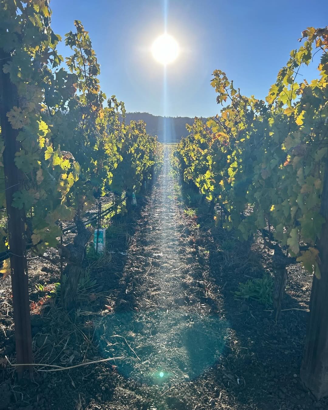 Napa Valley (15)