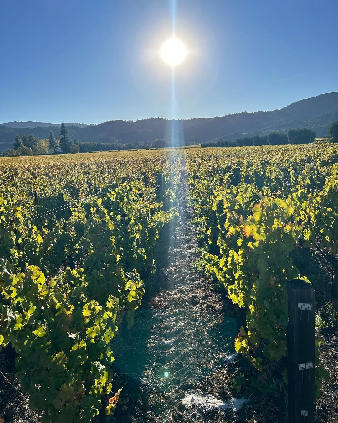 Napa Valley (18)